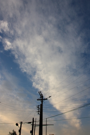 麻園波斯菊夕照