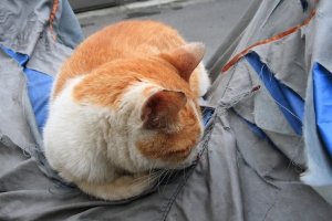 野貓