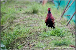 好功夫＠毒魔兔