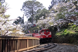 2012 阿里山櫻花季