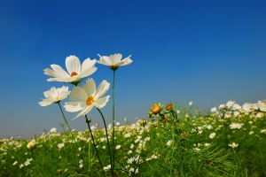 大寮拈花惹草行