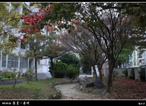 101.01.14 塵囂‧匿境(楓紅)