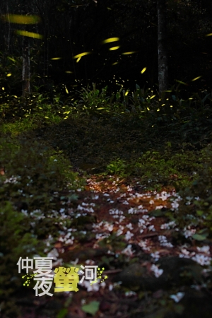 [500D] 新竹 仲夏夜 螢河