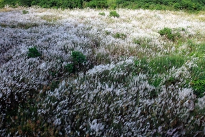 台南大內區大內橋 — 甜根子草