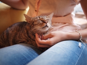 有貓陪的下午茶