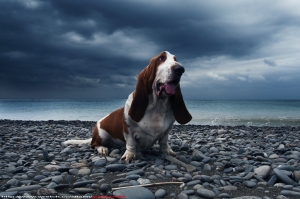 愛犬巴吉度(墾丁篇)