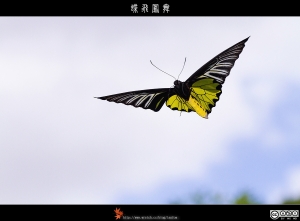 蝶飛鳳舞