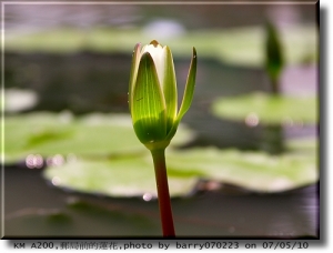 烈日當空蓮盛開