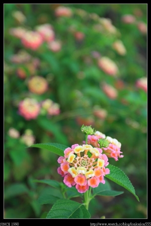 舊鐵橋練黑卡　　斜張橋　　