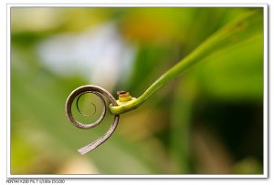 Sophies植物微距攝影集034