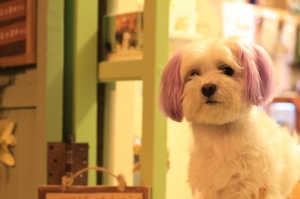 高山的幾隻貓貓狗狗