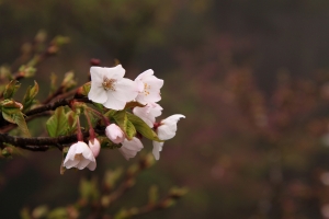 阿里山 櫻花戀拍
