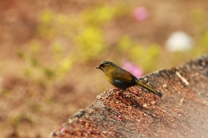 阿里山鳥(上集)