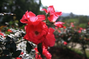 士林官邸 玫瑰花園