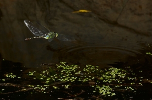 麻斑晏蜓 Anax panybeus Hagen, 1867