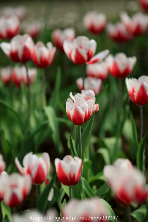 2010桃源仙谷的鬱金香(圖多慎入-23P)