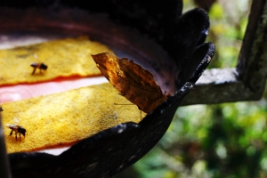 木生昆蟲館亂拍