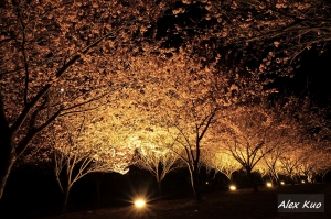 武陵農場櫻花小品（上）