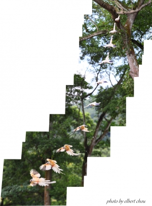 白鳳凰追焦 - 1秒之間