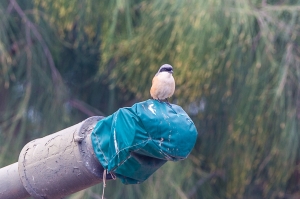 金門拍鳥-棕背伯勞