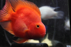 咱家的魚兒們