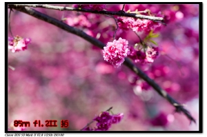 85mm f1.2及小白is 櫻花
