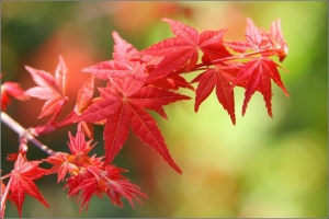楓葉紅了，陽明山就熱鬧了