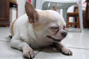 拍狗照 無病毒