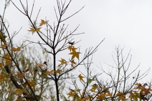 兒子幼兒園的聖誕節活動