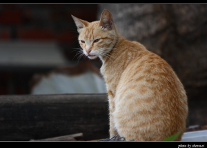 野貓拍拍拍