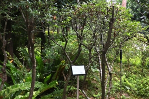 台北植物園2 _peterp.