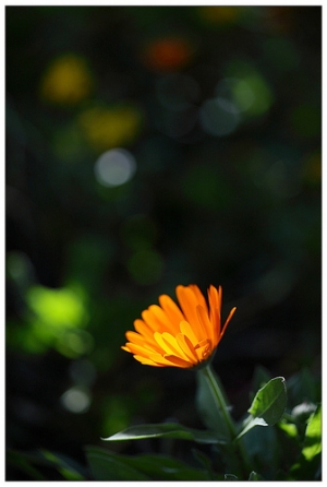 花花草草