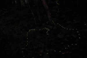 螢光閃閃-新店和美步道