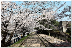 櫻の京都 (2012/04/09)