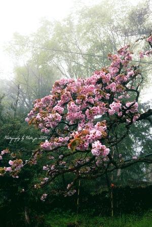 阿里山處處有美景