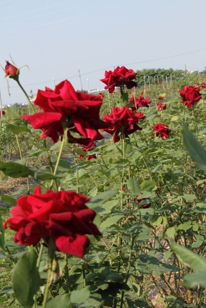 有機玫瑰花園-大花農場
