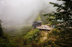 傳傳 - 忘憂森林