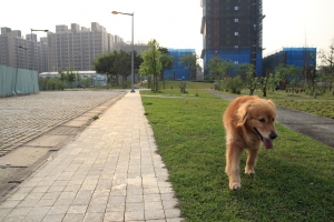 新手練拍@黃金獵犬