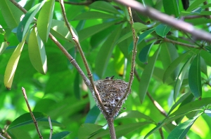 456打鳥記 - 黑枕藍鶲繁殖紀錄( 希望之星 ) - 3