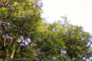 桃源仙谷 6D＋小小白is 菜鳥照