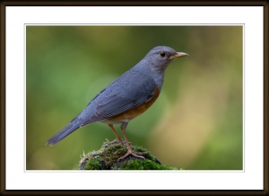兩隻鶫(灰背鶇、烏灰鵣)