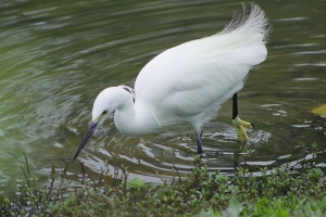 打鳥又一篇--同樣再請前輩指教--謝謝.