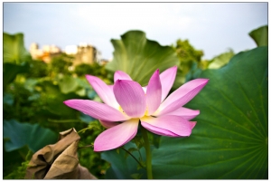 蓮花。夕陽。阿勃勒。