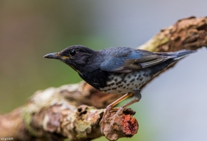 野柳的過境鳥-烏灰鶇