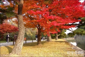大阪京都賞楓-夙秋美地世界遺址【二條城】