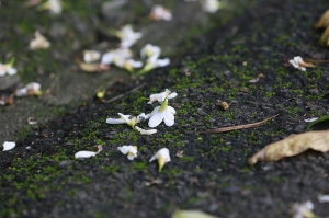 血桐花與油桐的探究3_油桐花 _jyp.
