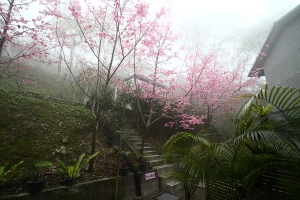 花東行之太麻里金針山環山雅築之吉野櫻花