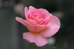 春暖花開