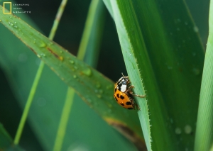單燈微距第二彈