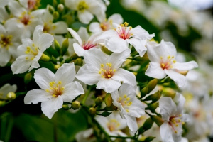 2012 早出的油桐花